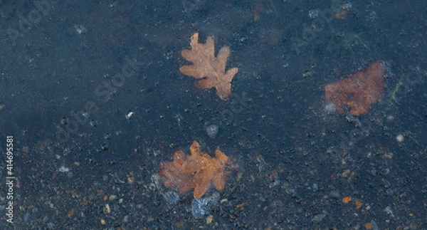 Obraz wheat field with blue sky and clouds