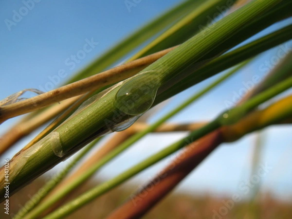 Obraz Halm mit Wassertropfen