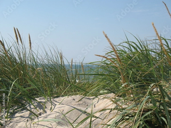 Obraz Strandpflanzen