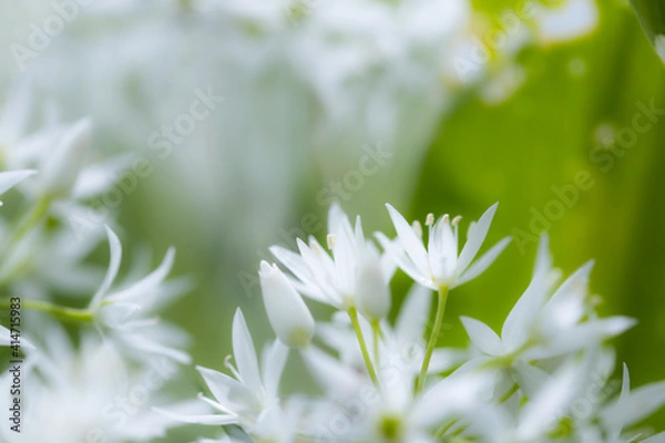 Obraz Bärlauchblüten