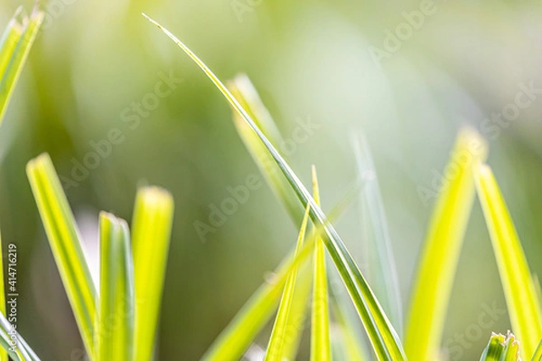 Fototapeta Grashalme