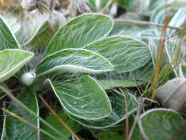 Obraz Haarige Pflanze