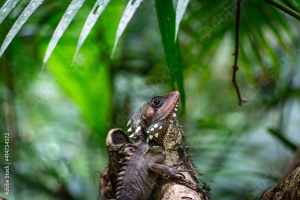 Obraz Boyd's Forest Dragon, Hypsilurus boydii, Daintree Rainforest, Cow Bay, Queensland, Australia