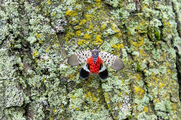 Obraz Spotted lanternfly (Lycorma delicatula), an invasive pest, holds its wings open, exposing its bright red underwings