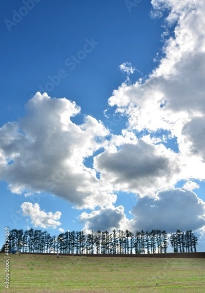 Fototapeta マイルドセブンの木