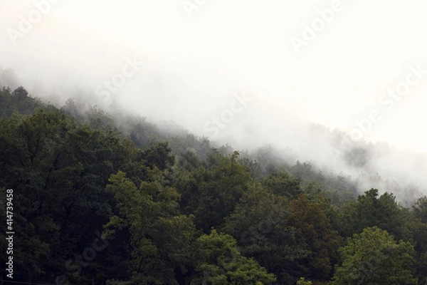 Obraz fog in the mountains