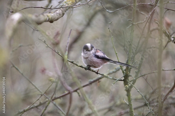 Obraz Orite à longue queue Mésange à longue queue Aegithalos caudatus perchée