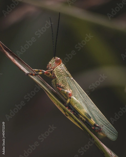 Obraz grasshopper on a leaf