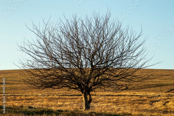Fototapeta tree in the field