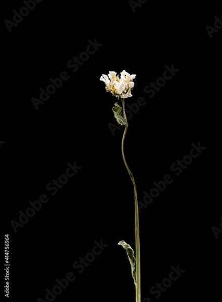 Obraz Dried dead chamomile flower isolated on black background. Sample of a flower in oriental style with pastel colors.
