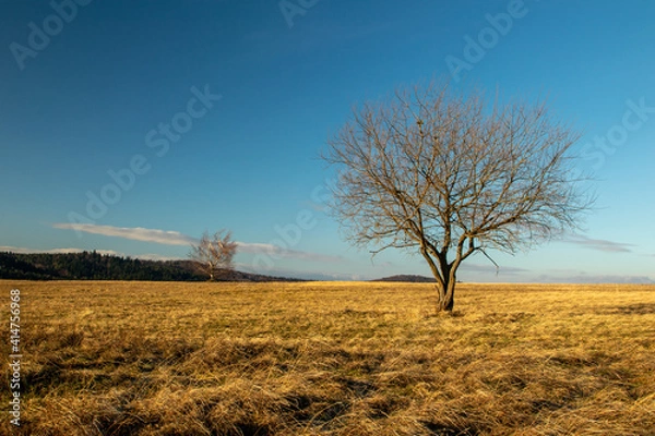 Fototapeta tree in the field