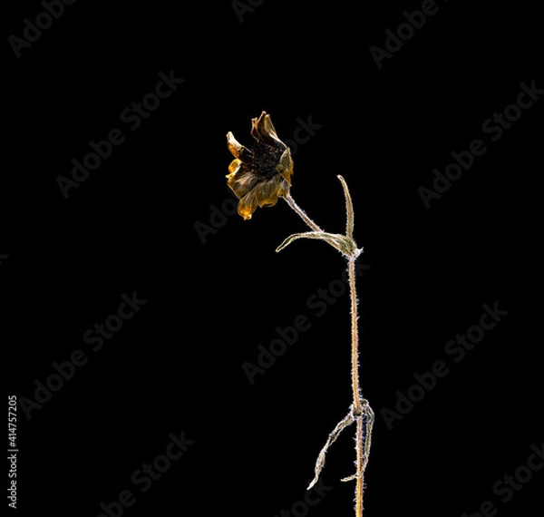 Obraz Dried dead marigold flower isolated on black background. Sample of a flower in oriental style with pastel colors.