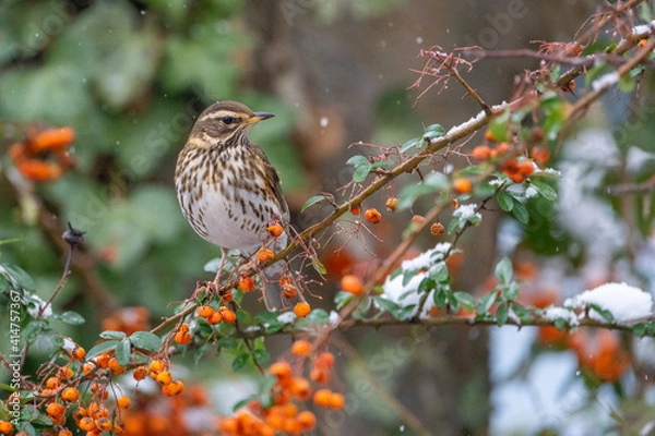 Fototapeta Winterbird