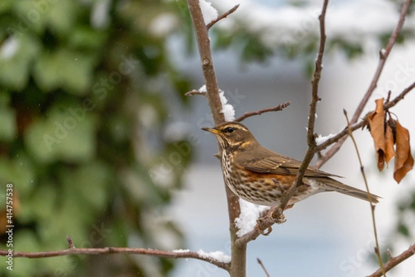Fototapeta Winterberg