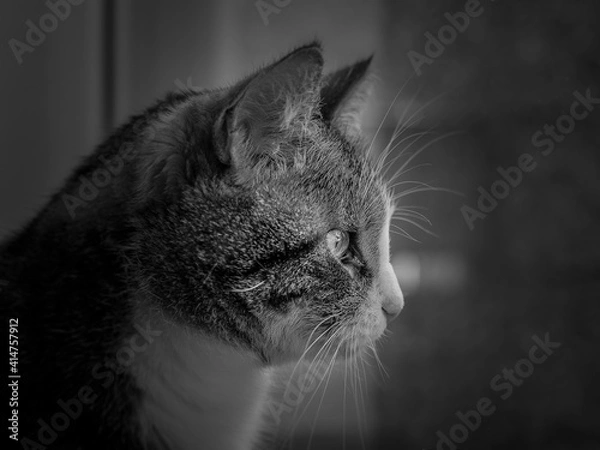 Fototapeta Der Blick