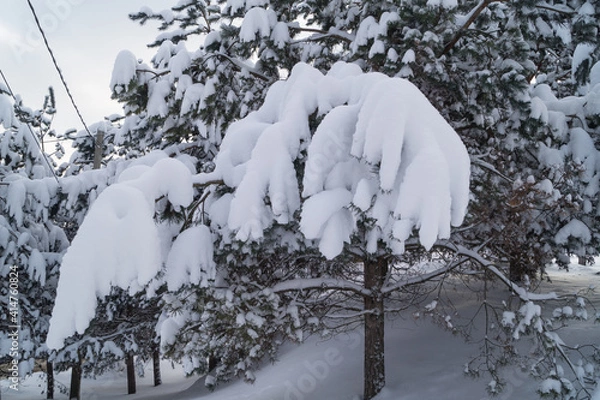 Fototapeta beautiful snow-covered branches in the winter park