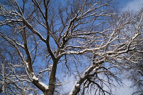 Obraz beautiful snow-covered branches in the winter park