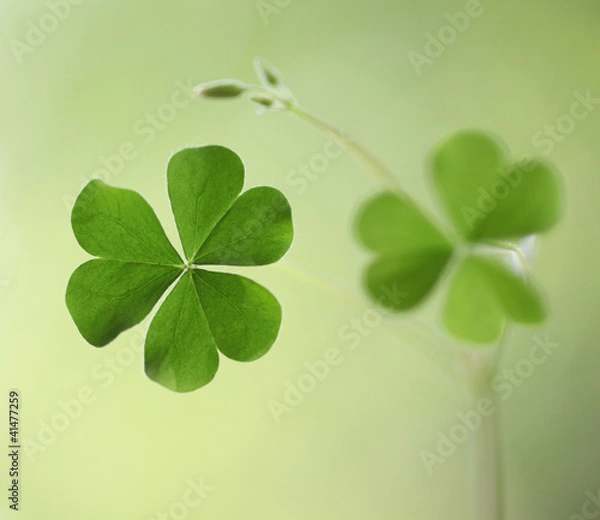 Obraz Three leaf clovers for backgrounds
