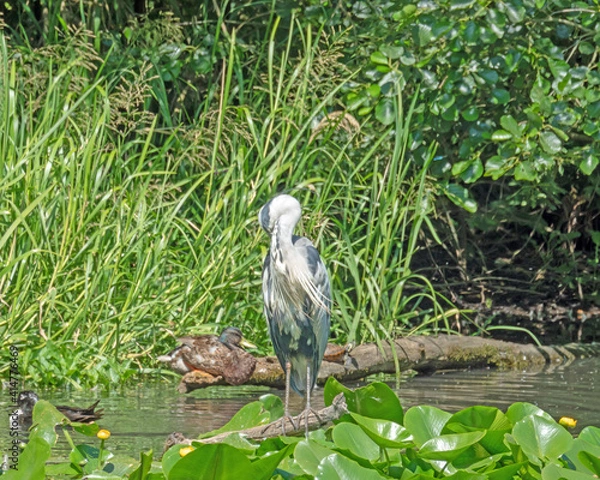 Fototapeta Graureiher in einen Sumpf