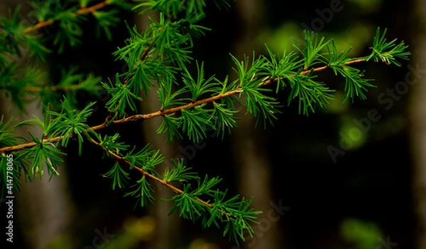 Obraz Tamarack Branch