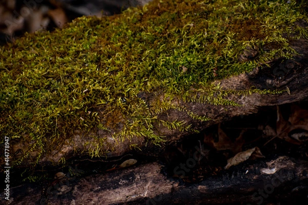 Fototapeta Moss Spreading