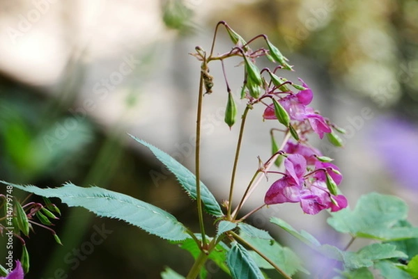 Fototapeta Flora im Schwarzwald