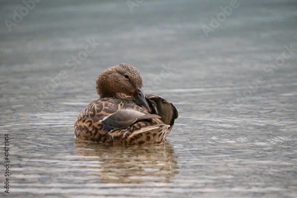 Fototapeta weibliche Ente auf klarem Wasser
