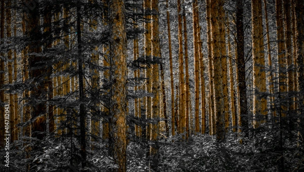 Obraz Pine Forest (in white)