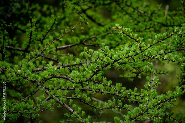 Obraz Tamarack Greenery