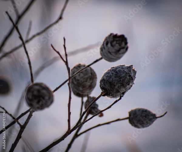 Obraz Winter Roses..