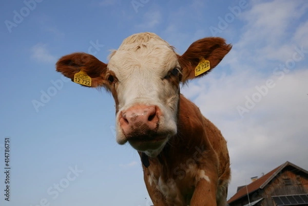 Fototapeta braun-weiße Kuh close up
