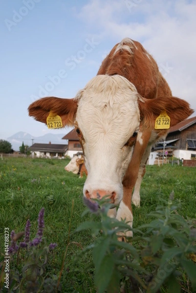 Fototapeta Kuh im vordergrund, bauernhof im hintergrund