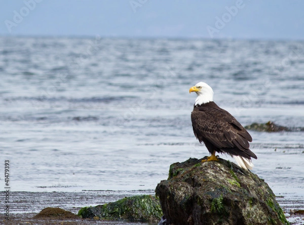 Fototapeta Bald Eagle perched on rock