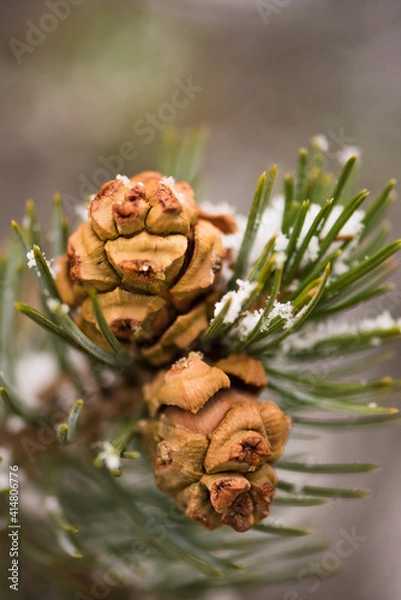Fototapeta piñon tree