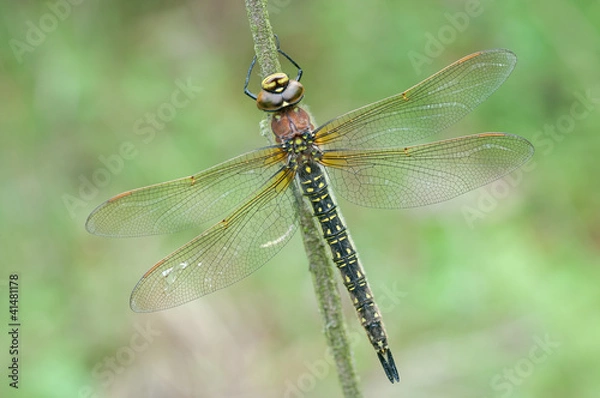 Obraz Brachytron pratense