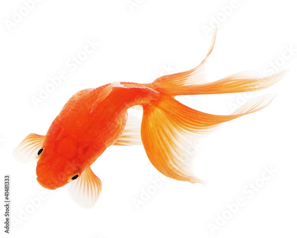 Obraz Goldfish on White Background