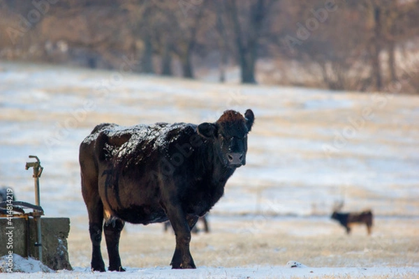 Obraz cows in winter