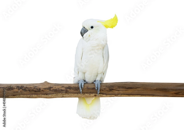 Obraz cockatoo bird perched tree branch isolate white background clipping path