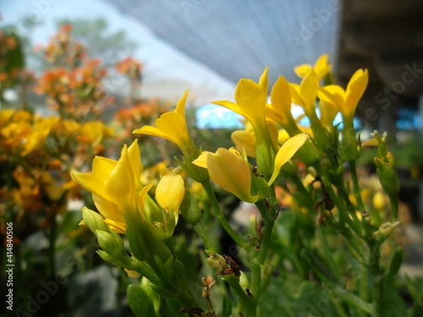 Fototapeta yellow flowers in spring