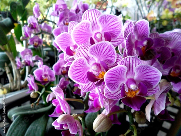 Fototapeta purple orchid in the garden