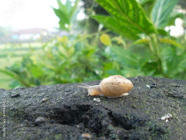 Obraz snail on a leaf