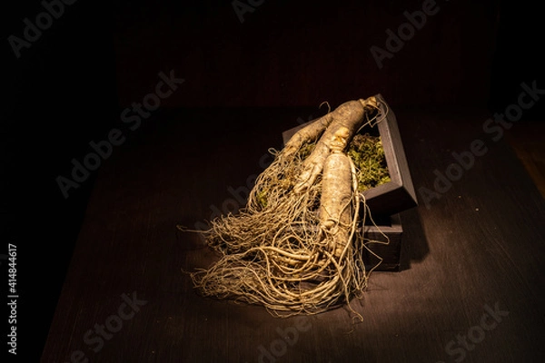 Obraz Northeast ginseng on dark background
