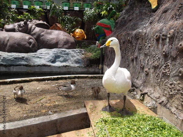 Obraz geese and cubs in a zoo
