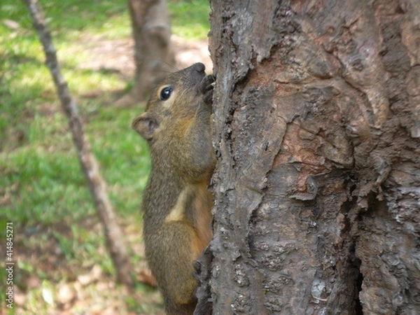 Fototapeta squirrel on a tree