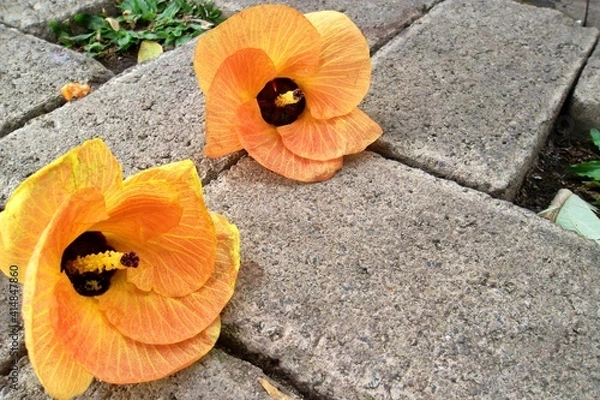 Fototapeta orange flower