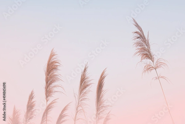 Fototapeta Soft gently wind grass flowers in aesthetic nature of early morning misty sky background. Quiet and calm image in minimal zen mood. Spring nature in pastel tone.