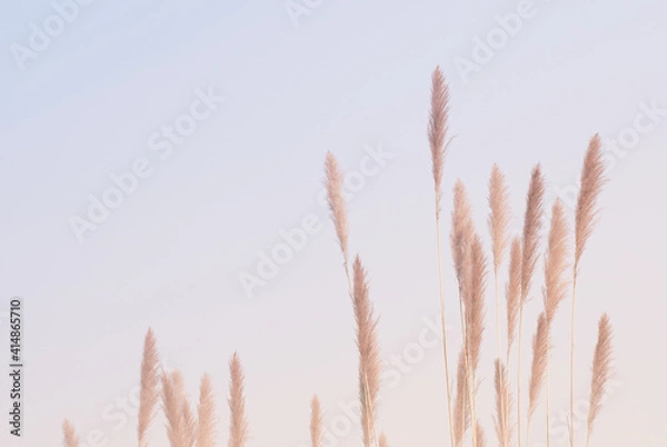 Fototapeta Soft gently wind grass flowers in aesthetic nature of early morning misty sky background. Quiet and calm image in minimal zen mood. Spring nature in pastel tone.