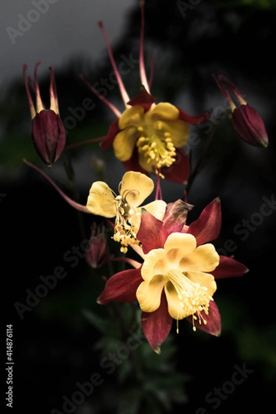 Fototapeta オダマキ