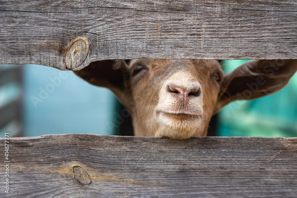 Fototapeta Goat's nose close up. Attentive and funny animals are raised by people for milk and meat. Selective focus, close-up. 