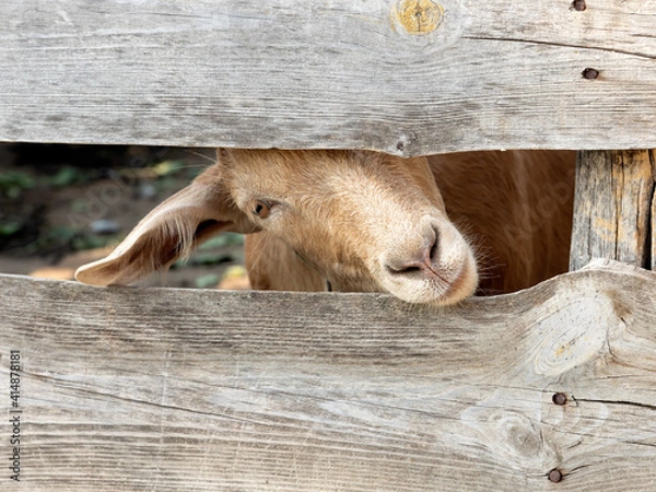 Fototapeta Goat's nose close up. Attentive and funny animals are raised by people for milk and meat. Selective focus, close-up. 